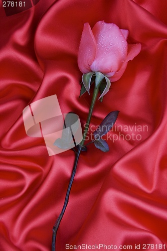 Image of Pink Rose In Silk Bed