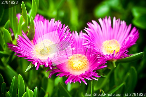 Image of mesembryanthemum daisy flowers