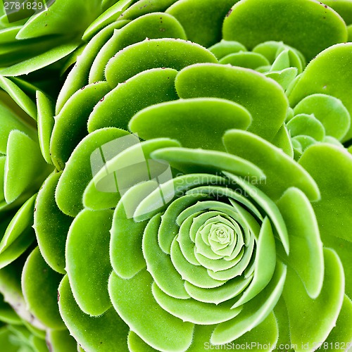 Image of succulent plant 