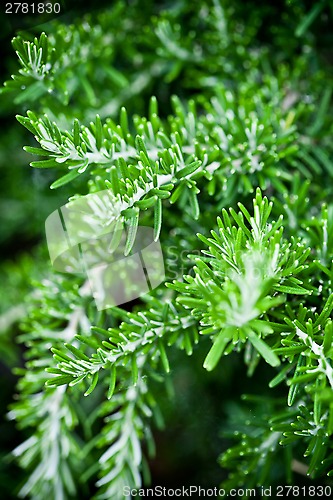 Image of rosemary herb 