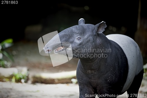 Image of Southeast Asian Tapir