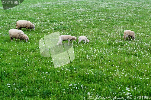 Image of cute sheep family