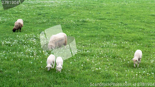 Image of cute sheep family