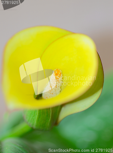 Image of Yellow Calla Lilly