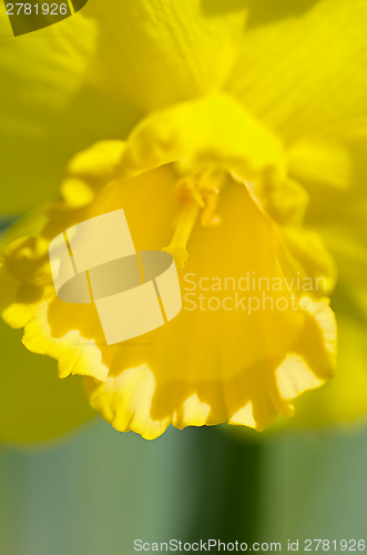 Image of Daffodil Details