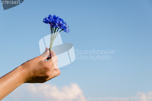 Image of cornflower bouquet female hand blue sky background 