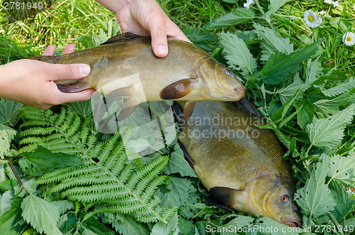 Image of hand put big shiny tench fishes on nettle 
