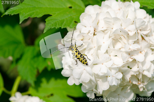 Image of snowball flower crawl black yellow coleopteran bug 