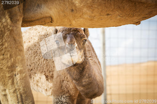 Image of Camel calf in Wahiba Oman