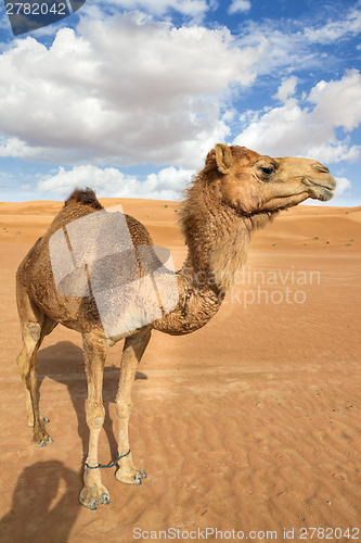 Image of Camel in Wahiba Oman