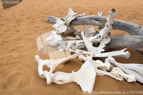 Image of Animal bones in desert