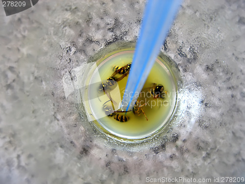 Image of Cemetery of wasps in a cocktail with orange juice