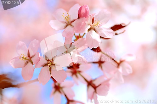 Image of Floral Background of Cherry Blossoms