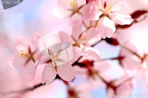 Image of Background of Pink Cherry Blossoms