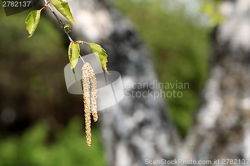 Image of Birch Tree Blossoms at Spring