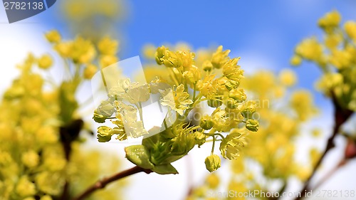 Image of Maple Tree Blossoms against Sky