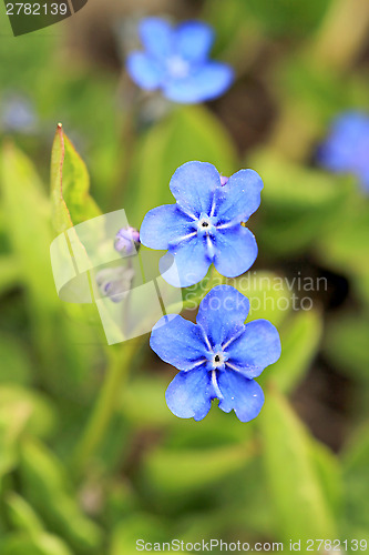 Image of Blue Flowers of Omphalodes verna at Spring
