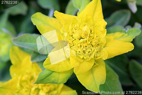 Image of Yellow Flower of Euphorbia polychroma 