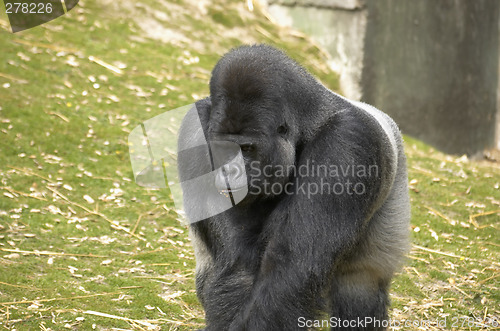 Image of Silverback Gorilla