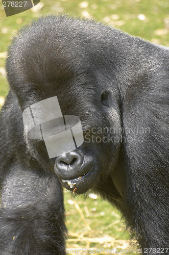 Image of Silverback Gorilla