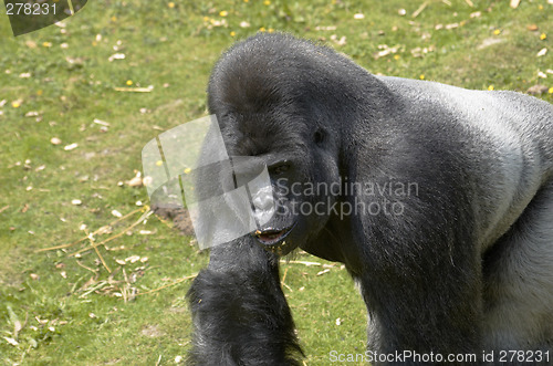 Image of Silverback Gorilla