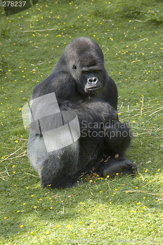 Image of Silverback Gorilla