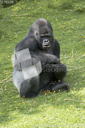 Image of Silverback Gorilla