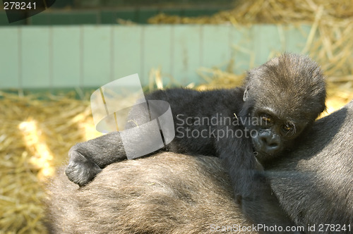 Image of Baby Gorilla