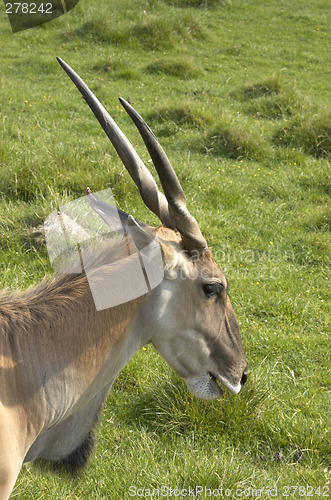 Image of Eland antelope