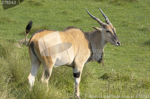 Image of Eland antelope