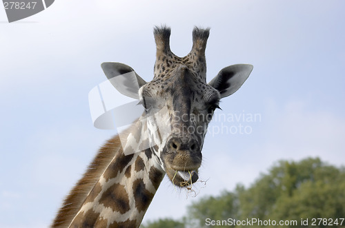 Image of Giraffe