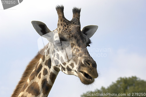 Image of Giraffe