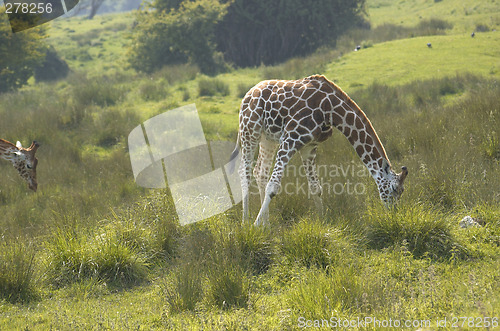 Image of Giraffe