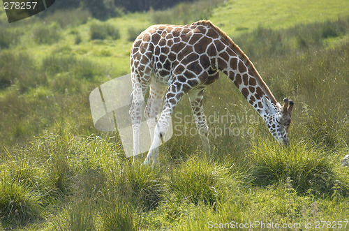 Image of Giraffe