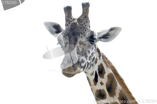 Image of Giraffe