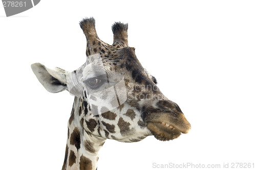 Image of Giraffe