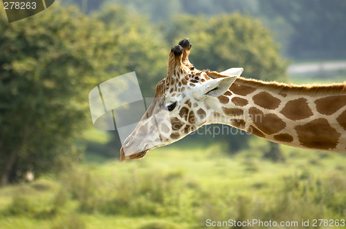 Image of Giraffe