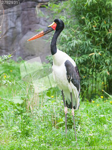 Image of Saddle-billed stork. Latin name - Ephippiorhynchus senegalensis