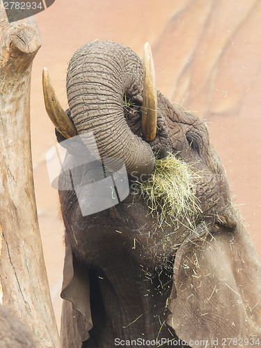 Image of Elephant eating grass 