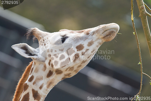 Image of Giraffe eating