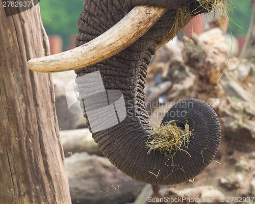 Image of Elephant eating grass 