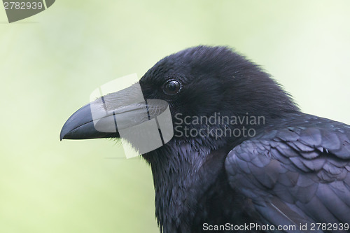 Image of Common Raven portrait 