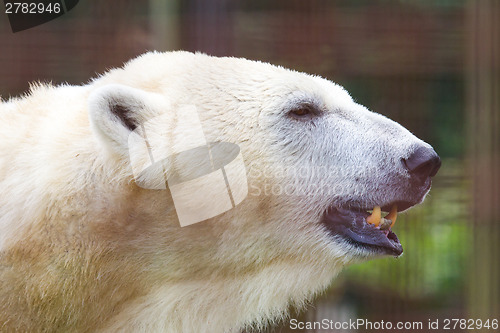 Image of Close-up of a polarbear