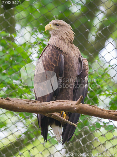 Image of White tailed Eagle