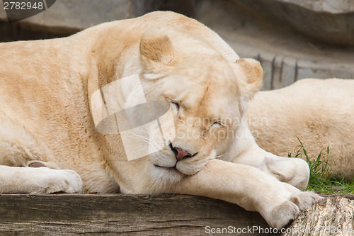 Image of Female African white lion resting