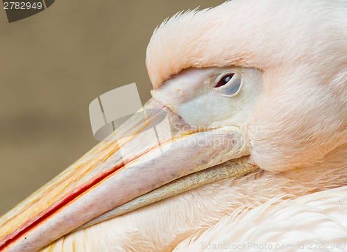 Image of Adult pelican resting