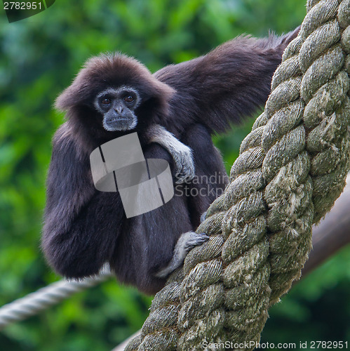 Image of Lar Gibbon, or a white handed gibbon