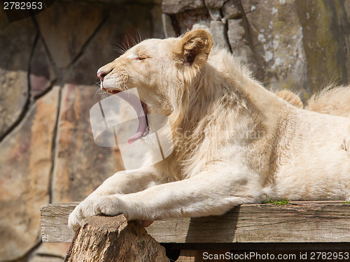 Image of Female African white lion yawning