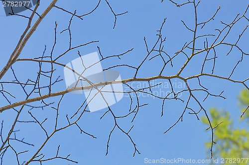Image of tree branch