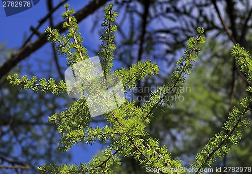 Image of tree branch